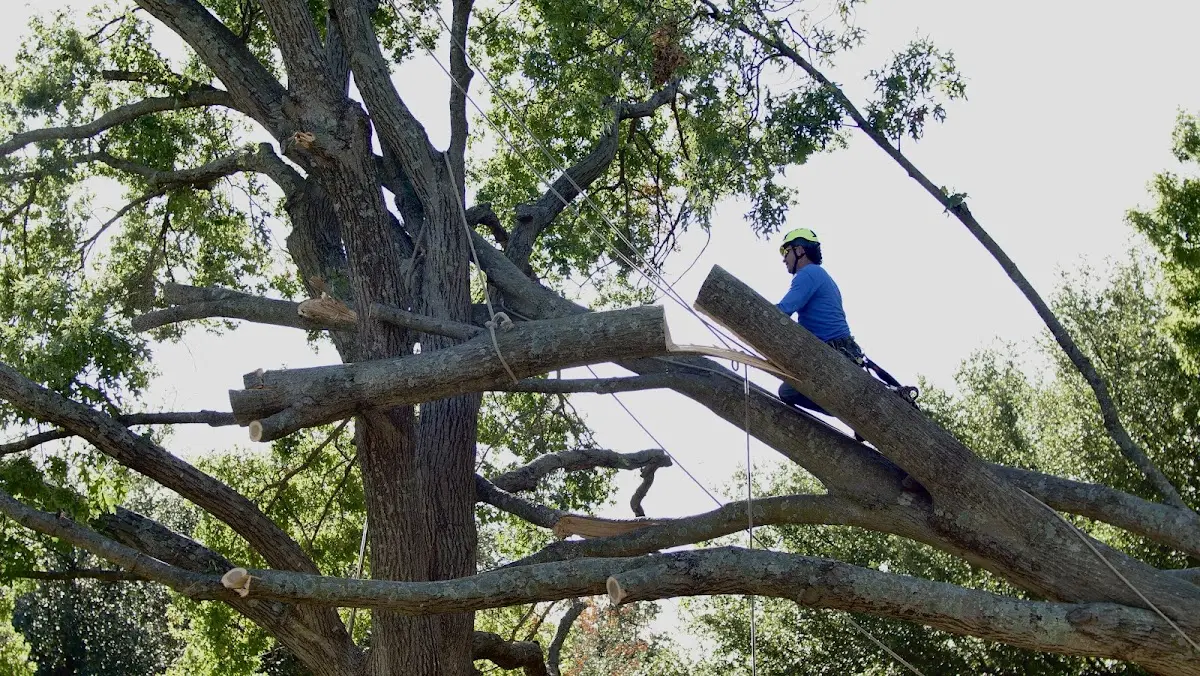 Professional Crown Thinning performed by certified arborists in Godley